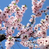 Come la primavera favorisce il benessere degli anziani: l’esperienza della Residenza Protetta Valverde
